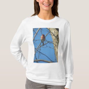 T-shirt Oiseaux cardinaux