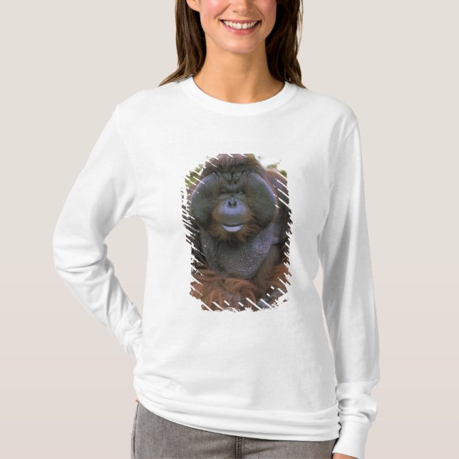 T-shirt Orang-outan Pongo Pygmaeus (Devant)