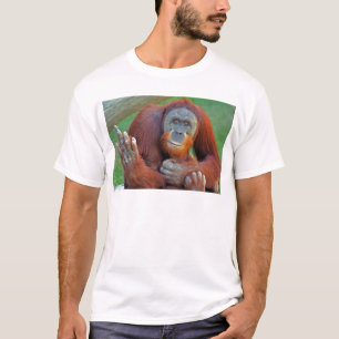 T-shirt Orang-outan renversant l'oiseau