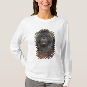 T-shirt Orangoutan Pongo Pygmaeus