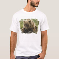 Ours brun, ou Ours grizzly côtier, Ursus