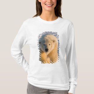 T-shirt ours polaire, Ursus maritimus, ours polaire sur gl