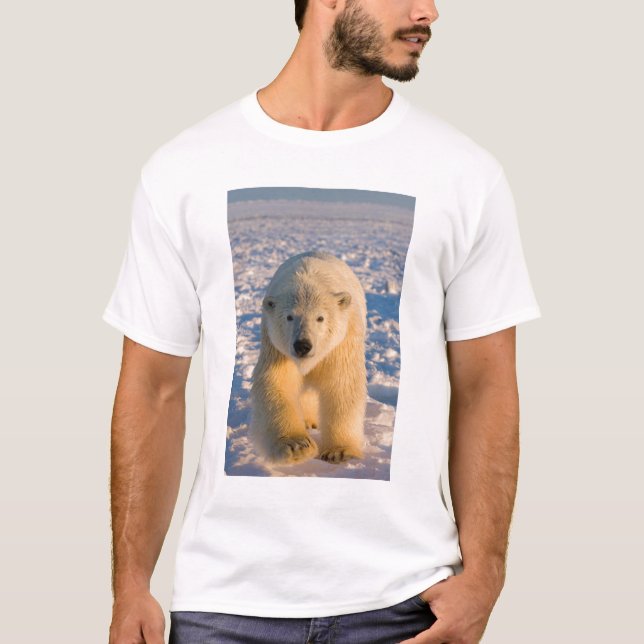 T-shirt ours polaire, Ursus maritimus, ours polaire sur gl (Devant)