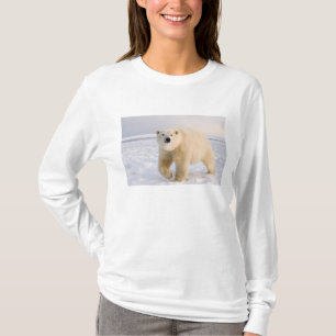 T-shirt ours polaire, Ursus maritimus, sur glace et neige,