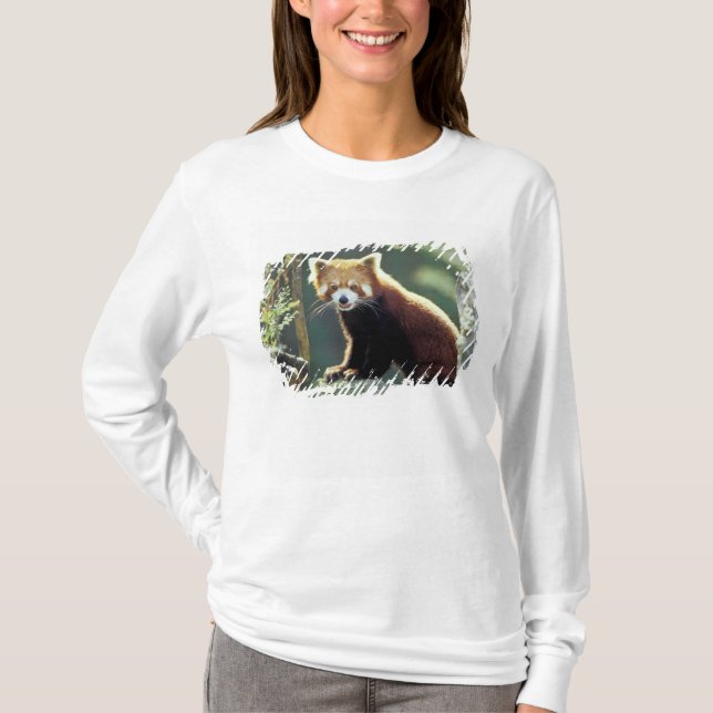 T-shirt Panda rouge Ailurus fulgens) (Devant)