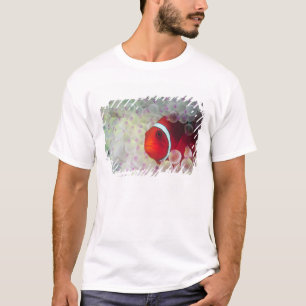 T-shirt Papouasie-Nouvelle-Guinée, Grande Barrière de cora