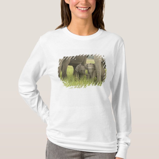 T-shirt Parc national de Corbett, Uttaranchal, Inde. (Devant)