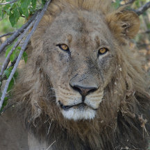 Parlez-Vous Avec Moi ! Lion Stare.