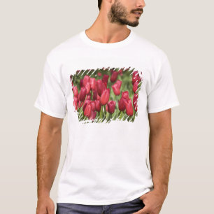 T-shirt Pays-Bas (alias Holland), Lisse. Keukenhof 4