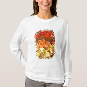 T-shirt Pays-Bas (alias Hollande), Lisse. Keukenhof