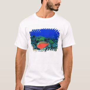 T-shirt Perroquet tête de mouton Scarus