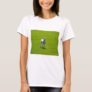 T-shirt Petit agneau