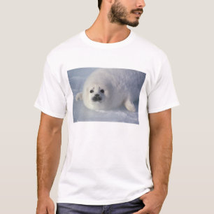 T-shirt Phoque du Groenland Phoca groenlandica) Un phoque