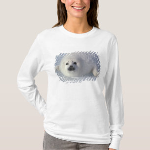 T-shirt Phoque du Groenland Phoca groenlandica) Un phoque 