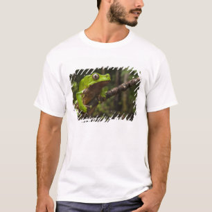 T-shirt Phyllomeduse bicolore (Phyllomedusa bicolor)