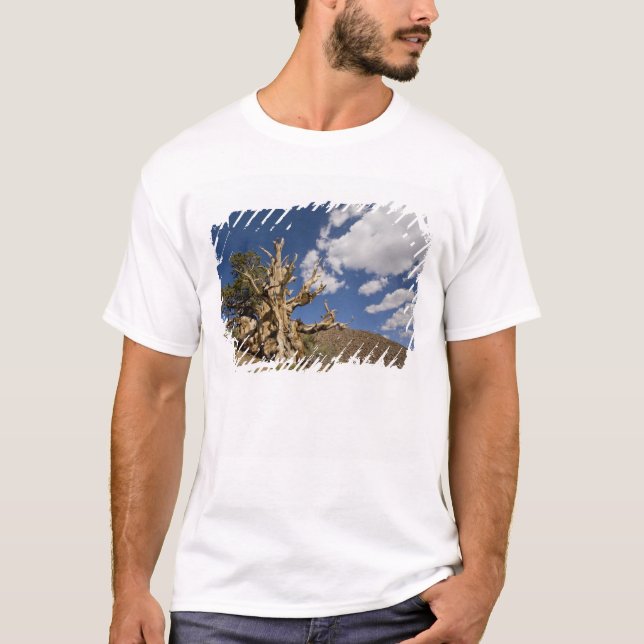 T-shirt Pin Bristlecone dans l'Ancient Bristlecone Forest, (Devant)