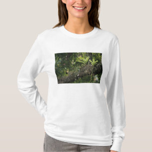 T-shirt Pine Pink, Bletia purpurea, en fleurs sur Manguier
