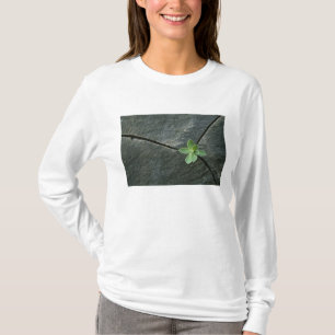 T-shirt Plante s'élevant à Boulder criqué