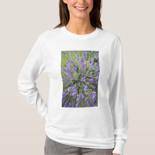 T-shirt Plantes de lavande