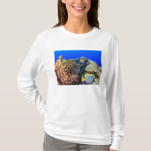 T-shirt Poisson-ange royal Pygoplites diacanthus),