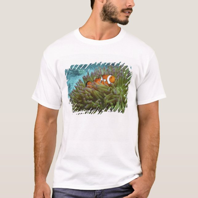 T-shirt Poisson clown ( Amphiprion ocellaris ) (Devant)