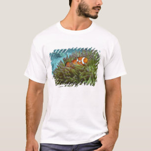 T-shirt Poisson-clown occidental ( Amphiprion ocellaris )