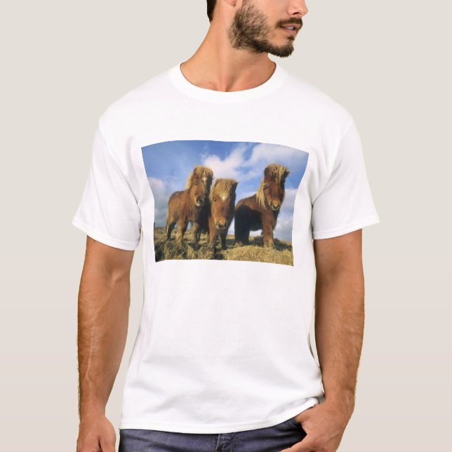 T-shirt Poney Shetland, Shetland continentale, (Devant)