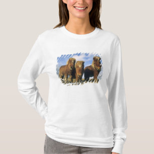 T-shirt Poney Shetland, Shetland continentales,