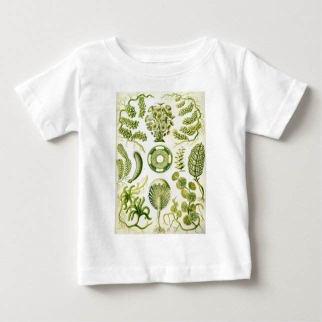 T-shirt Pour Bébé Algue et algues de Siphoneae d'Ernst Haeckel (Devant)