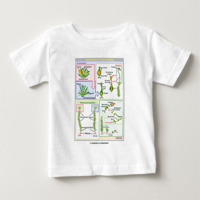 T-shirt Pour Bébé Cycle de vie d'une mousse typique (Bryophyte) (Devant)