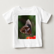 Papillon blanc et marron sur fleur rouge