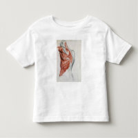Anatomie humaine ; Muscles du torse et de l'épaule