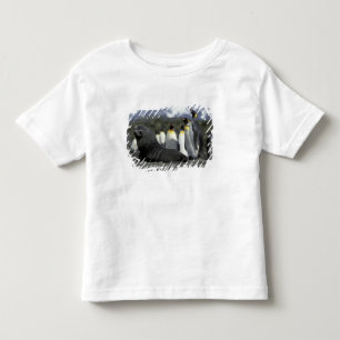 T-shirt Pour Les Tous Petits Antarctique, île de Géorgie du Sud. Otarie antarct