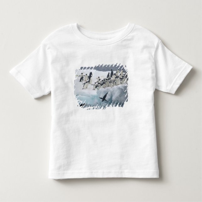 T-shirt Pour Les Tous Petits Antarctique, île Paulet. Pingouins d'Adelie (Devant)