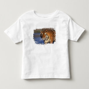 T-shirt Pour Les Tous Petits ASIE, Inde, Tigre du Bengale Panthera tigris)