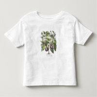 Aubergine : Pallido de fructu de Melanzana, du