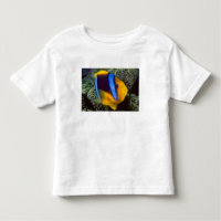 Australie, Grande Barrière de corail, Poisson-clow