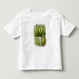 T-shirt Pour Les Tous Petits Banane, gravée par Johann Jakob Haid (1704-67) pl