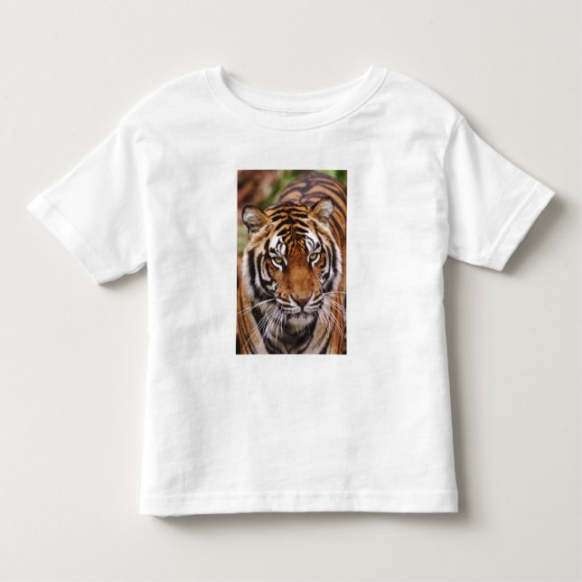 T-shirt Pour Les Tous Petits Bengal Tiger, Panthera tigris (Devant)