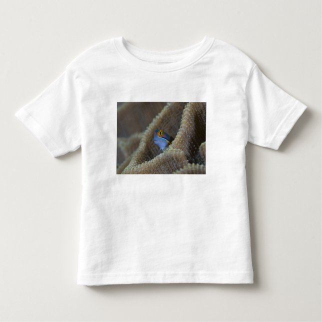 T-shirt Pour Les Tous Petits Blenny fish Blenniidae) qui se met à l'aise (Devant)