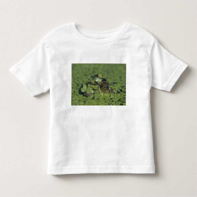 T-shirt Pour Les Tous Petits Bullfrog, Rana catesbeiana, adulte en algue (Devant)