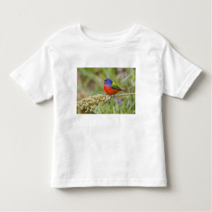 T-shirt Pour Les Tous Petits Bunting peint (ciris passeriens) alimentation mâle