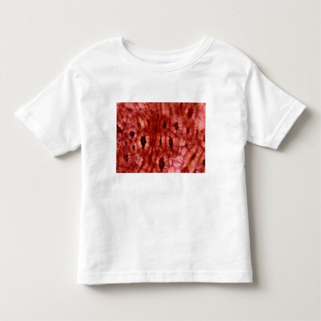 T-shirt Pour Les Tous Petits Cellules de Sclerenchyma d'un puits de cerise (Devant)