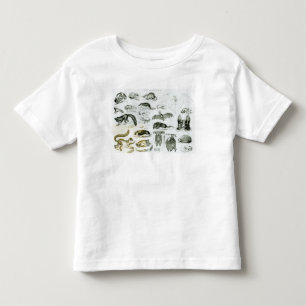 T-shirt Pour Les Tous Petits Cheiroptera, Insectivora