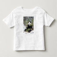 Chine, province du Sichuan. Le Panda géant se nour
