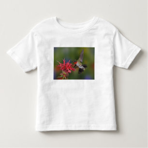 T-shirt Pour Les Tous Petits Colibri à gorge rubis