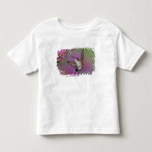 T-shirt Pour Les Tous Petits Colibri à gorge rubis mâle juvénile