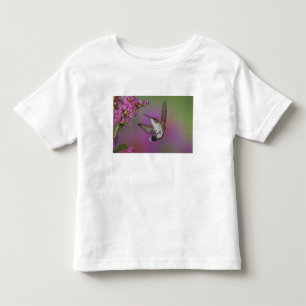 T-shirt Pour Les Tous Petits Colibri à gorge rubis mâle juvénile