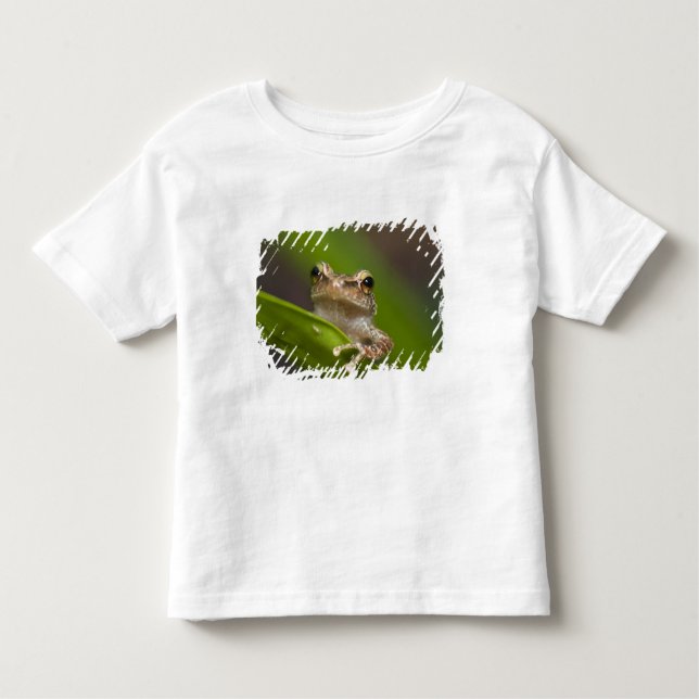 T-shirt Pour Les Tous Petits Coqui commun, Eleutherodactylus coqui (Devant)