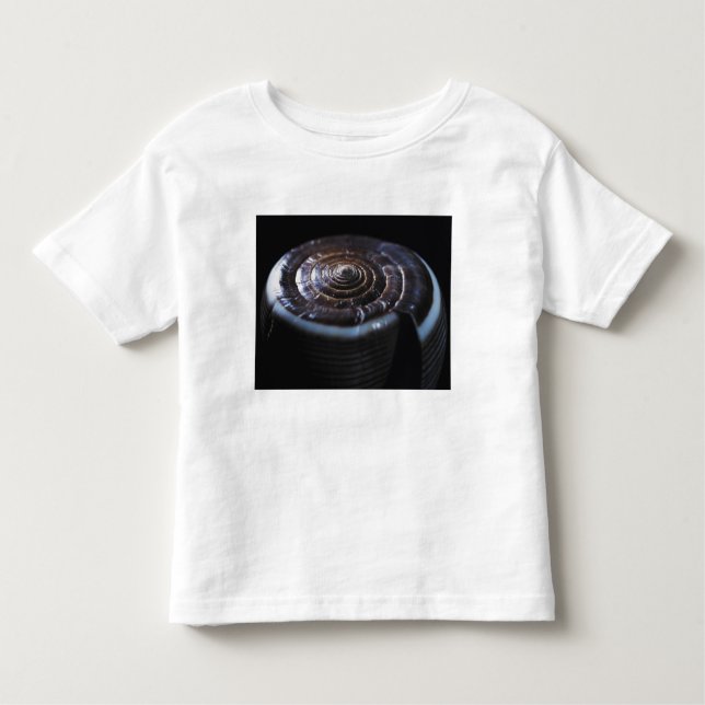 T-shirt Pour Les Tous Petits Coquille de cône (Devant)
